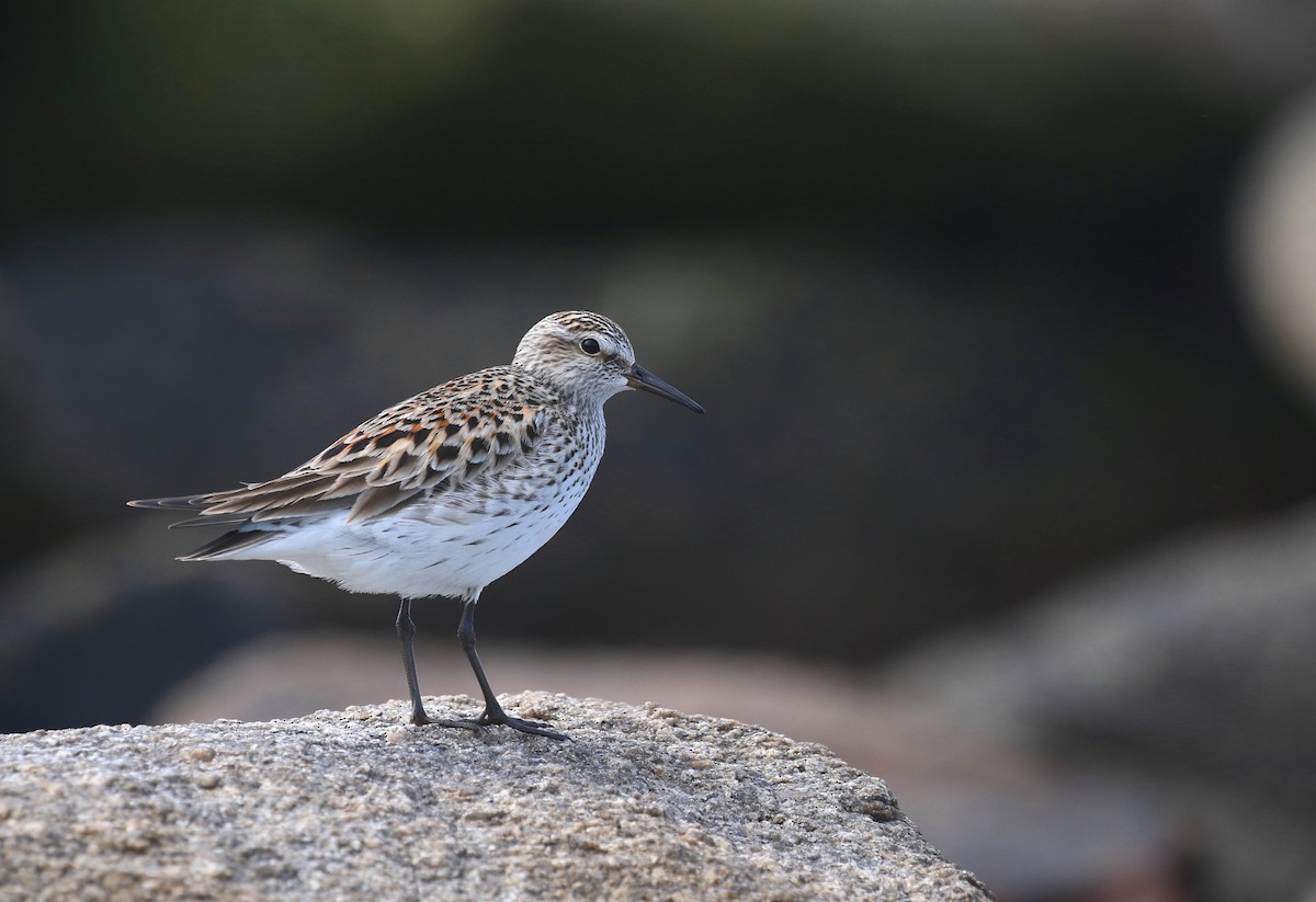 White-rumped Sandpiper - ML620221692