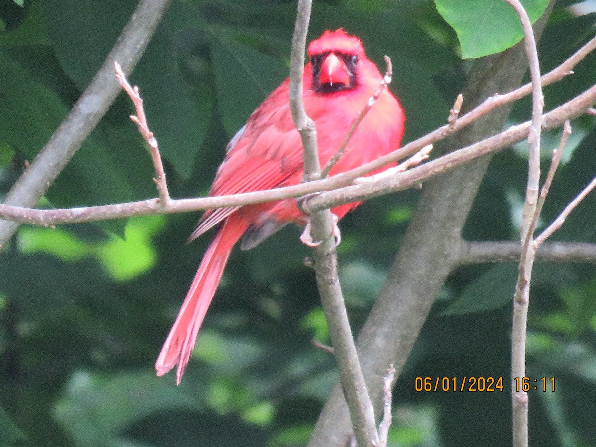 Cardinal rouge - ML620221694