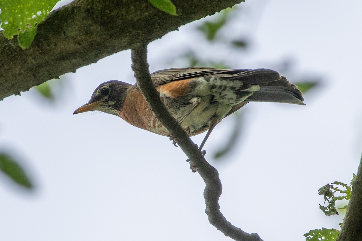 American Robin - ML620221695