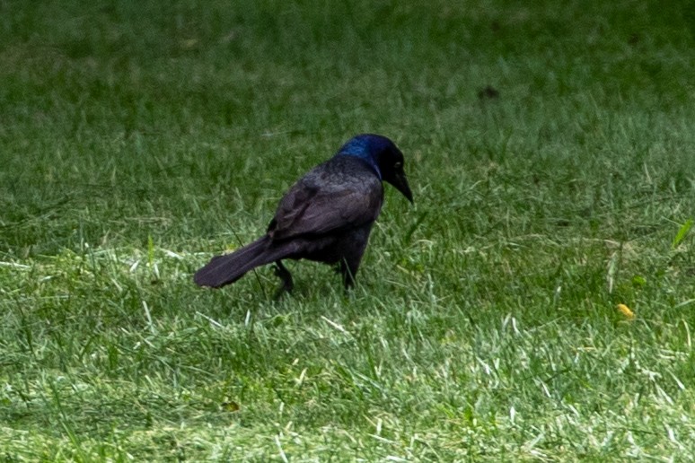 Common Grackle - ML620221698