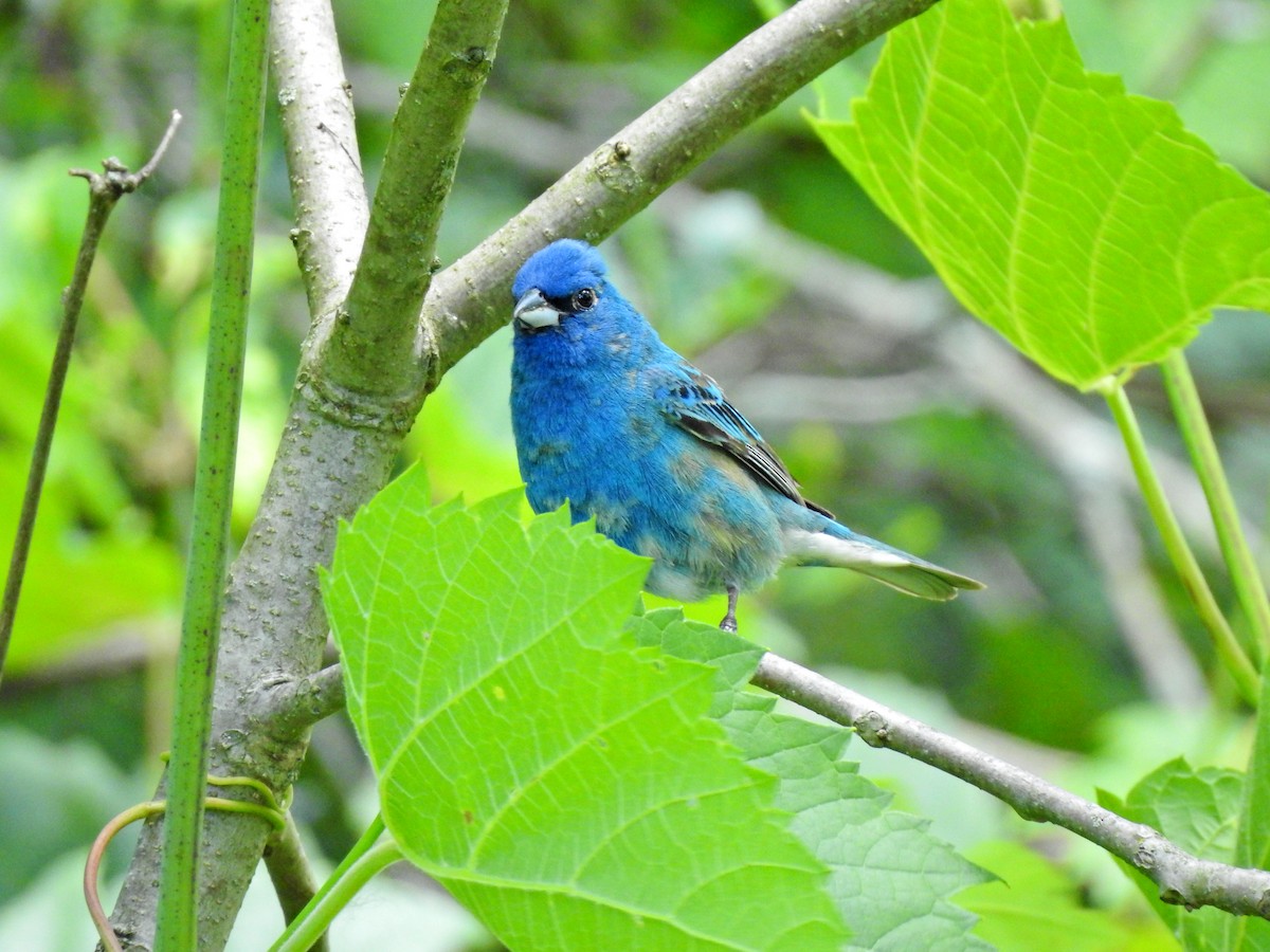 Indigo Bunting - ML620221708