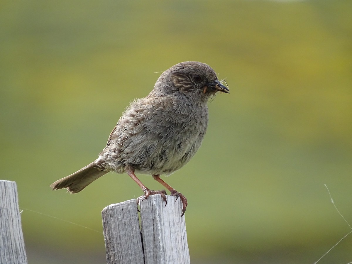 Dunnock - Jesús Ruyman Gómez Nieto