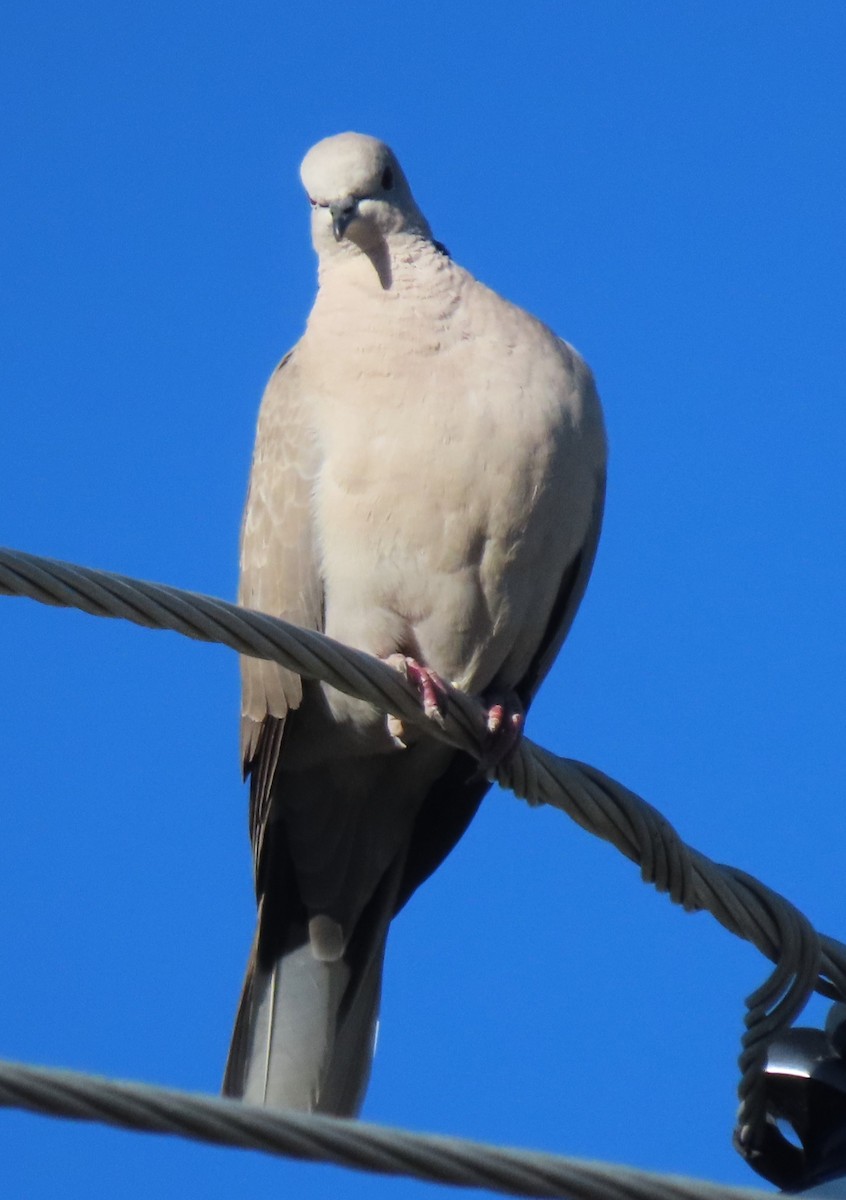 Eurasian Collared-Dove - ML620221712