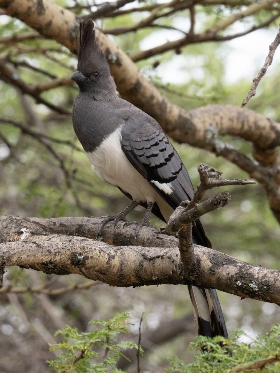 White-bellied Go-away-bird - ML620221721