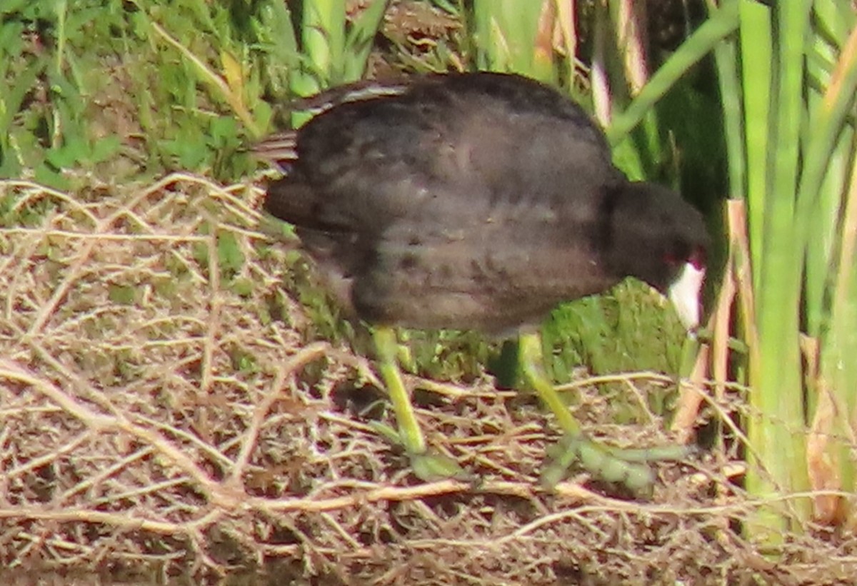 American Coot - ML620221727