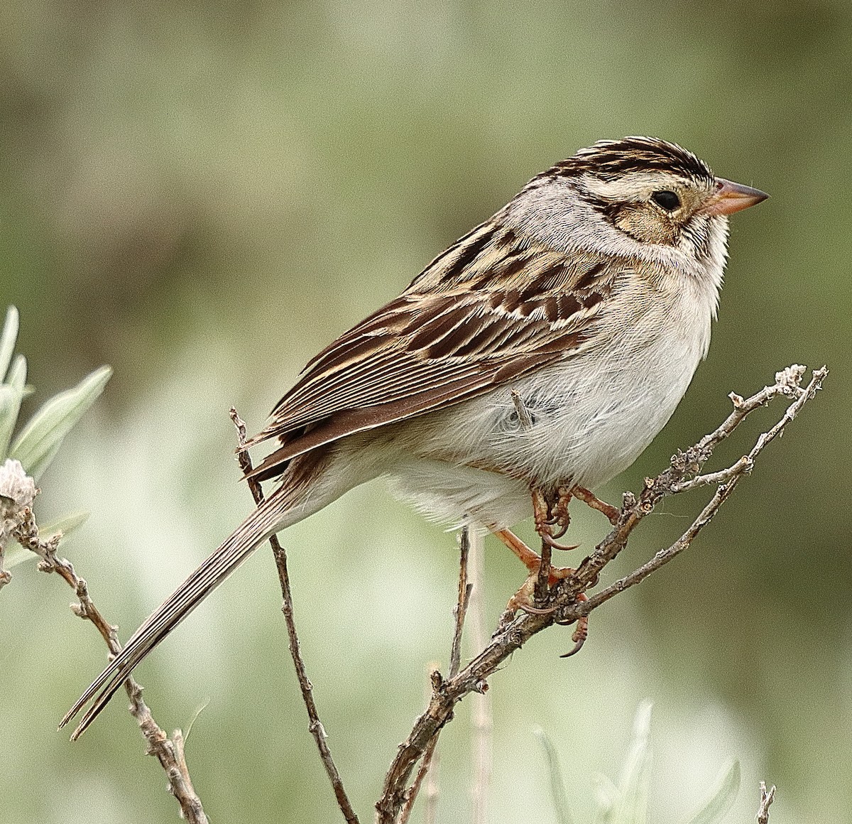 Clay-colored Sparrow - ML620221728