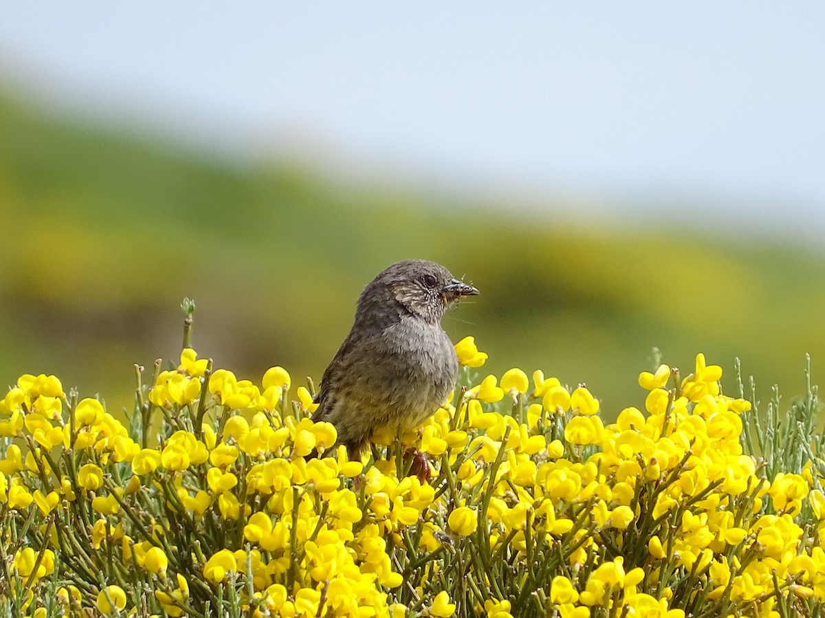 Dunnock - ML620221732