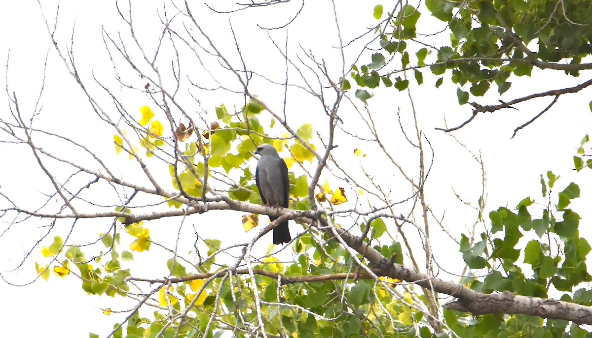 Mississippi Kite - ML620221735