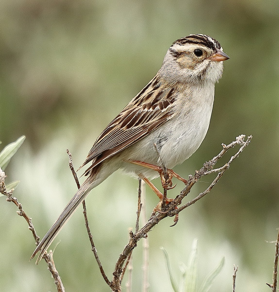 Clay-colored Sparrow - ML620221736