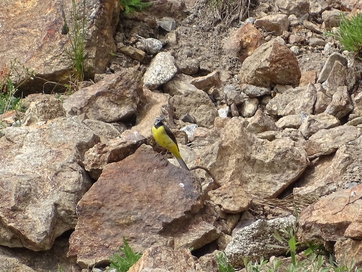 Gray Wagtail - ML620221742