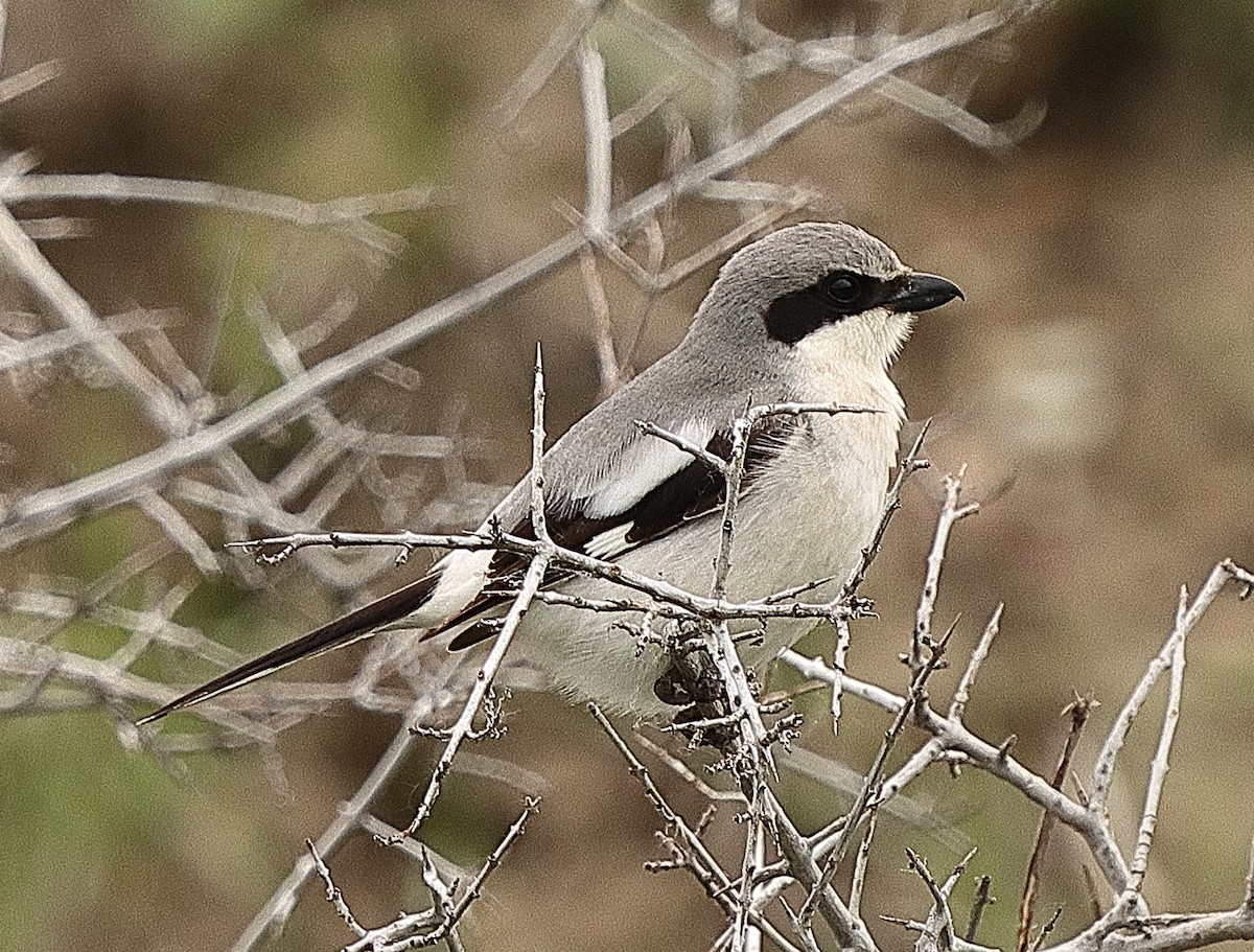 Alcaudón Americano - ML620221749