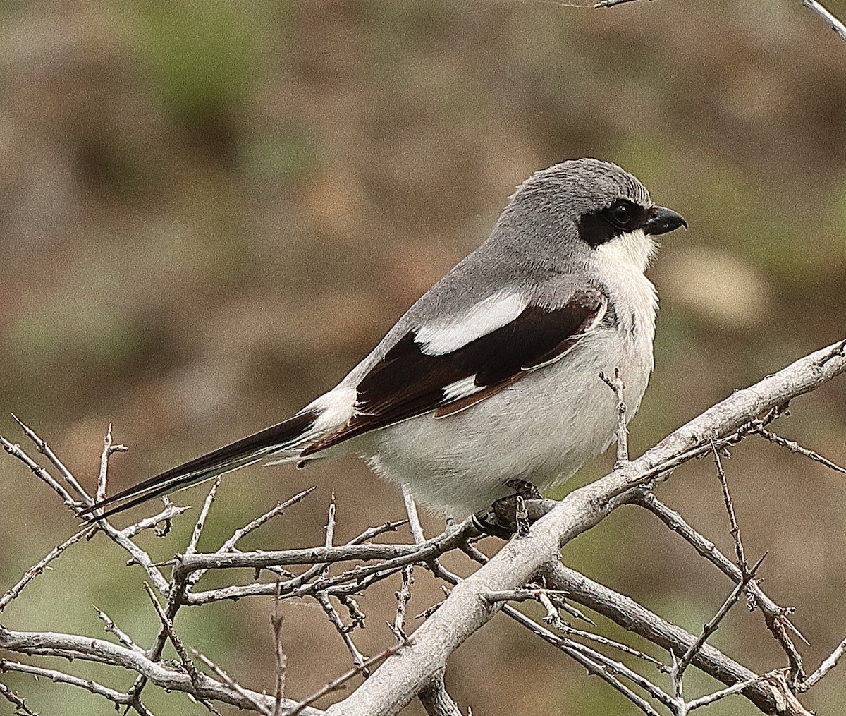 Loggerhead Shrike - ML620221750