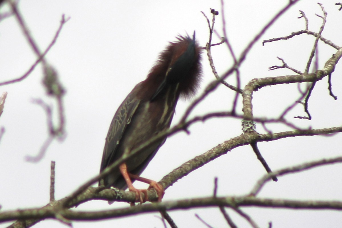 Green Heron - ML620221751