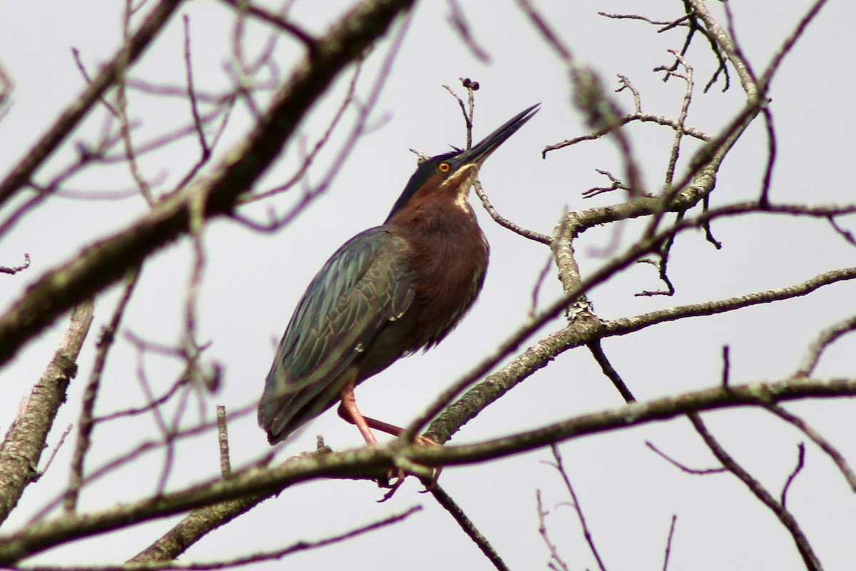 Green Heron - ML620221754