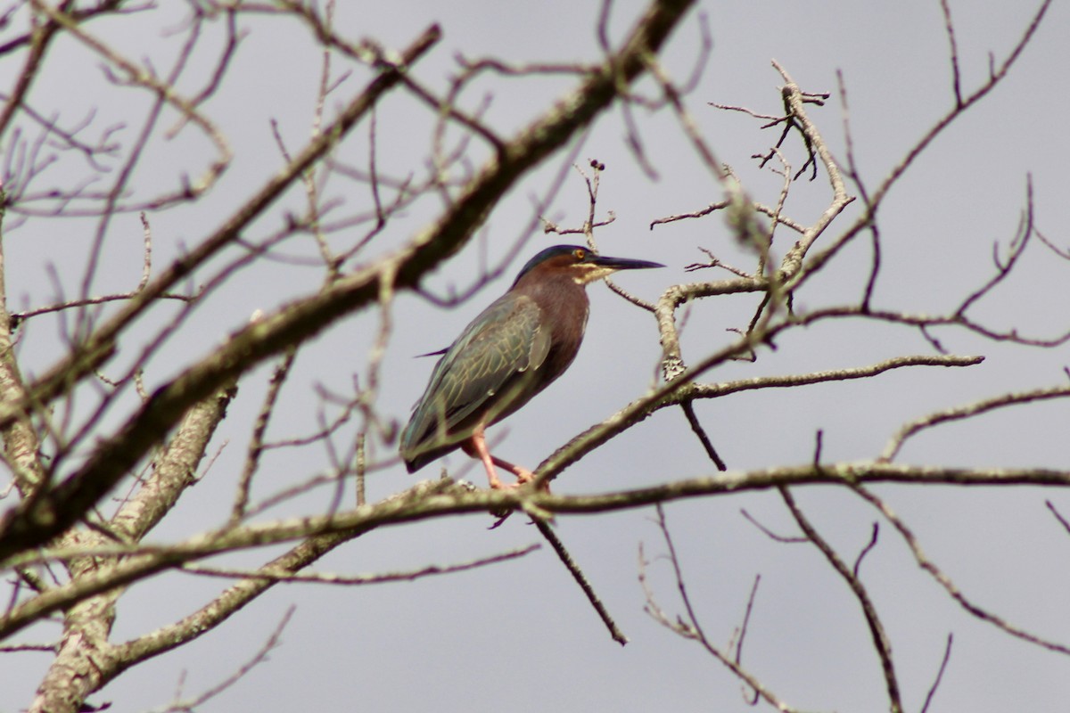 Green Heron - ML620221755