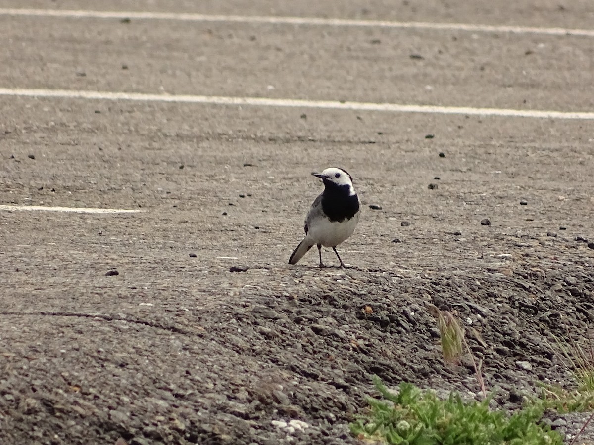 White Wagtail - ML620221766