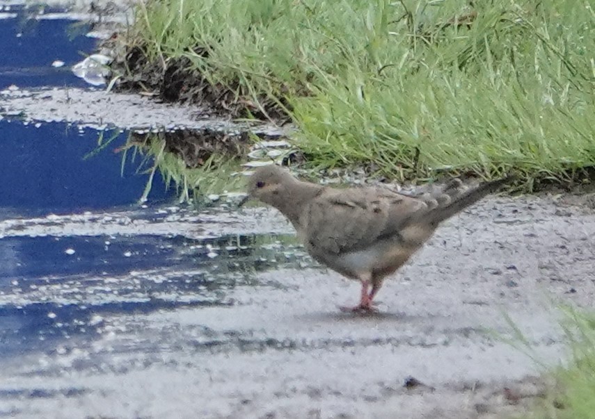 Mourning Dove - ML620221768