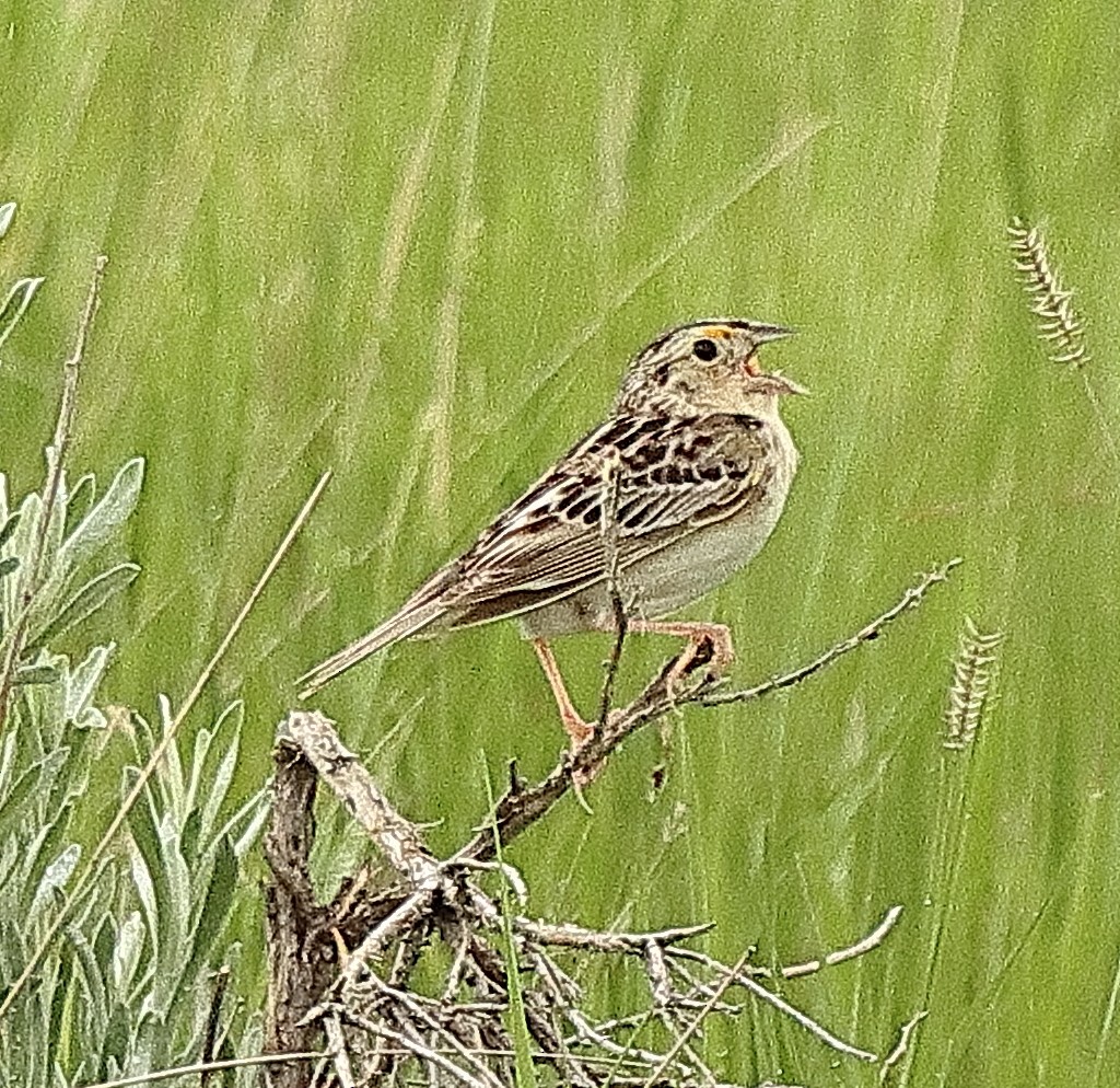 Grasshopper Sparrow - ML620221772