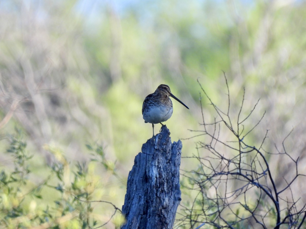 Wilson's Snipe - ML620221775