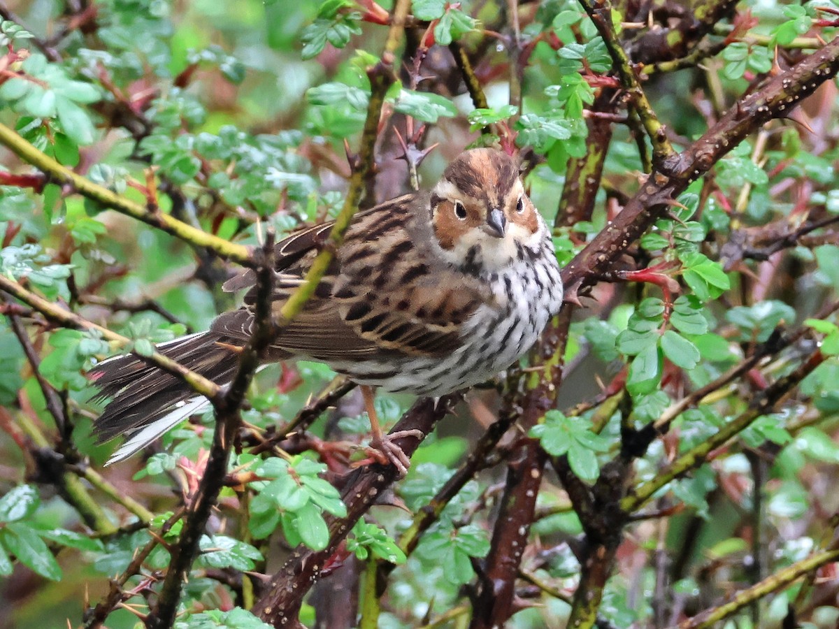 Little Bunting - ML620221777