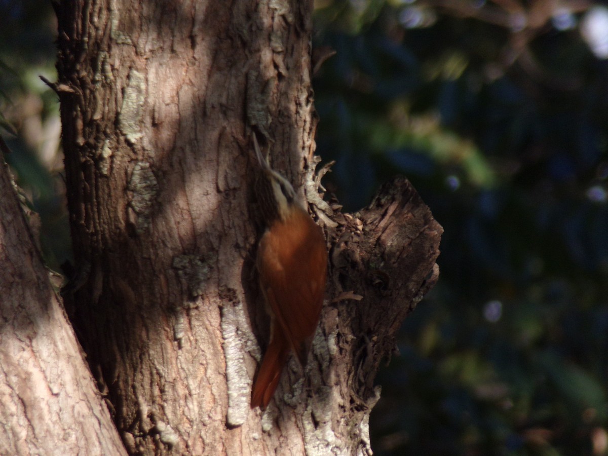 Narrow-billed Woodcreeper - ML620221779