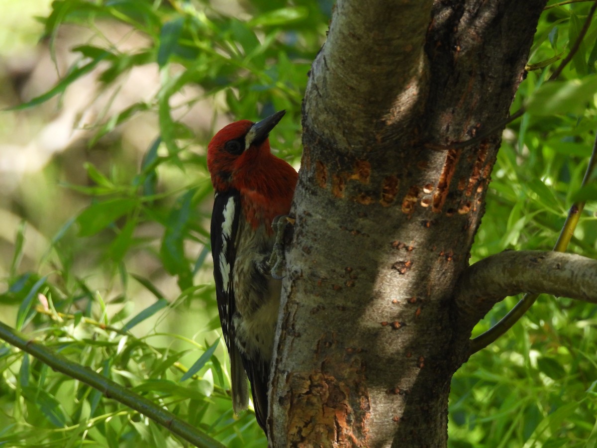 Red-breasted Sapsucker - ML620221781