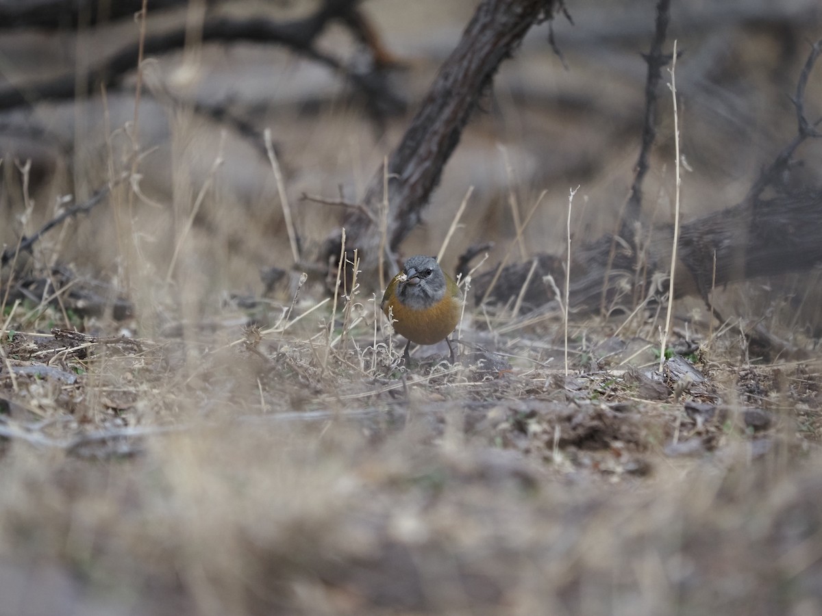 Gray-hooded Sierra Finch - ML620221790