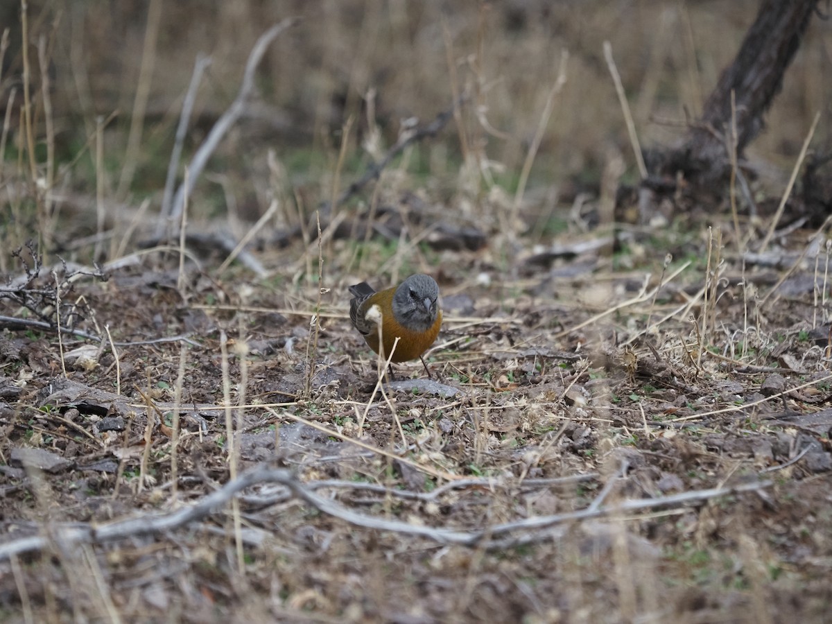 Gray-hooded Sierra Finch - ML620221792