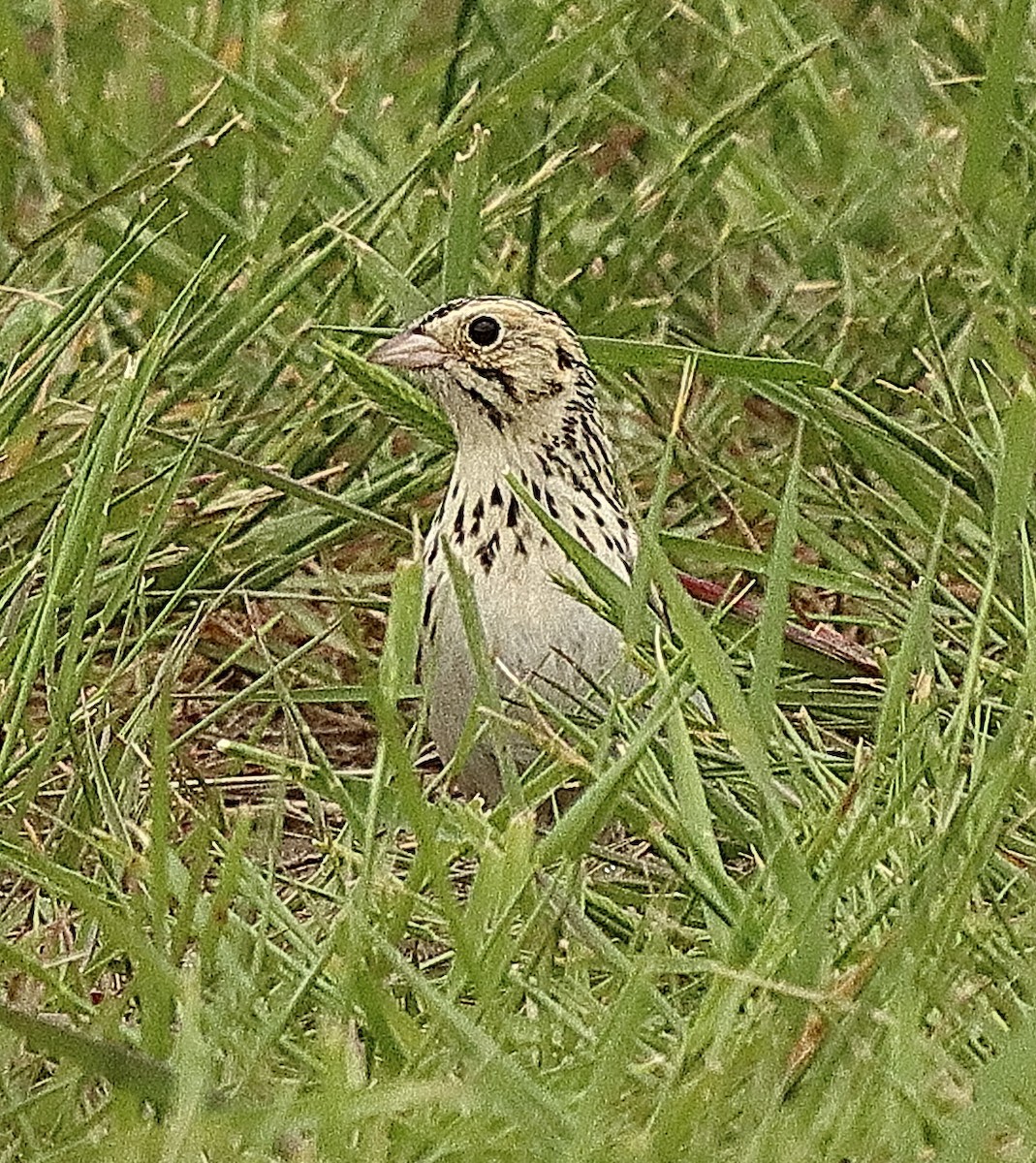Baird's Sparrow - ML620221795