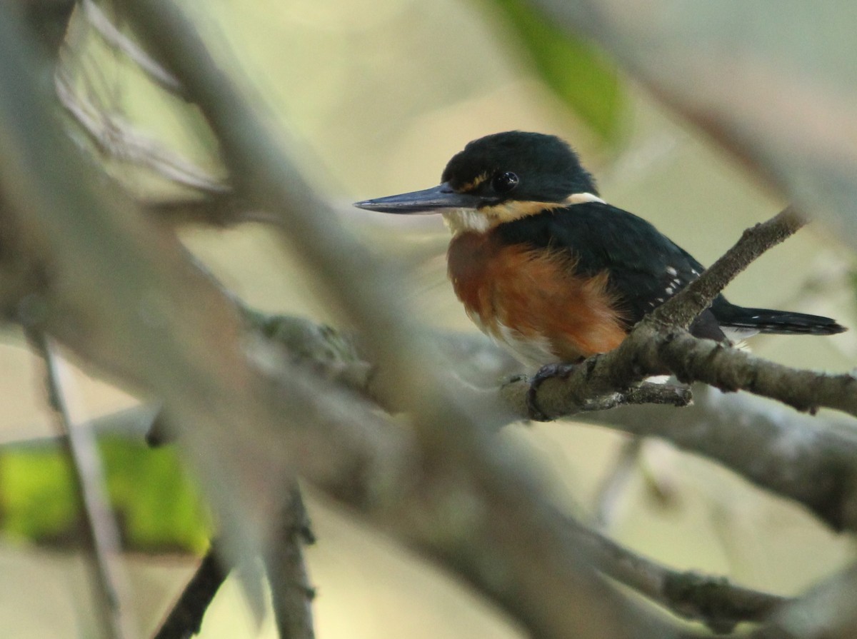 American Pygmy Kingfisher - Miguel  Magro