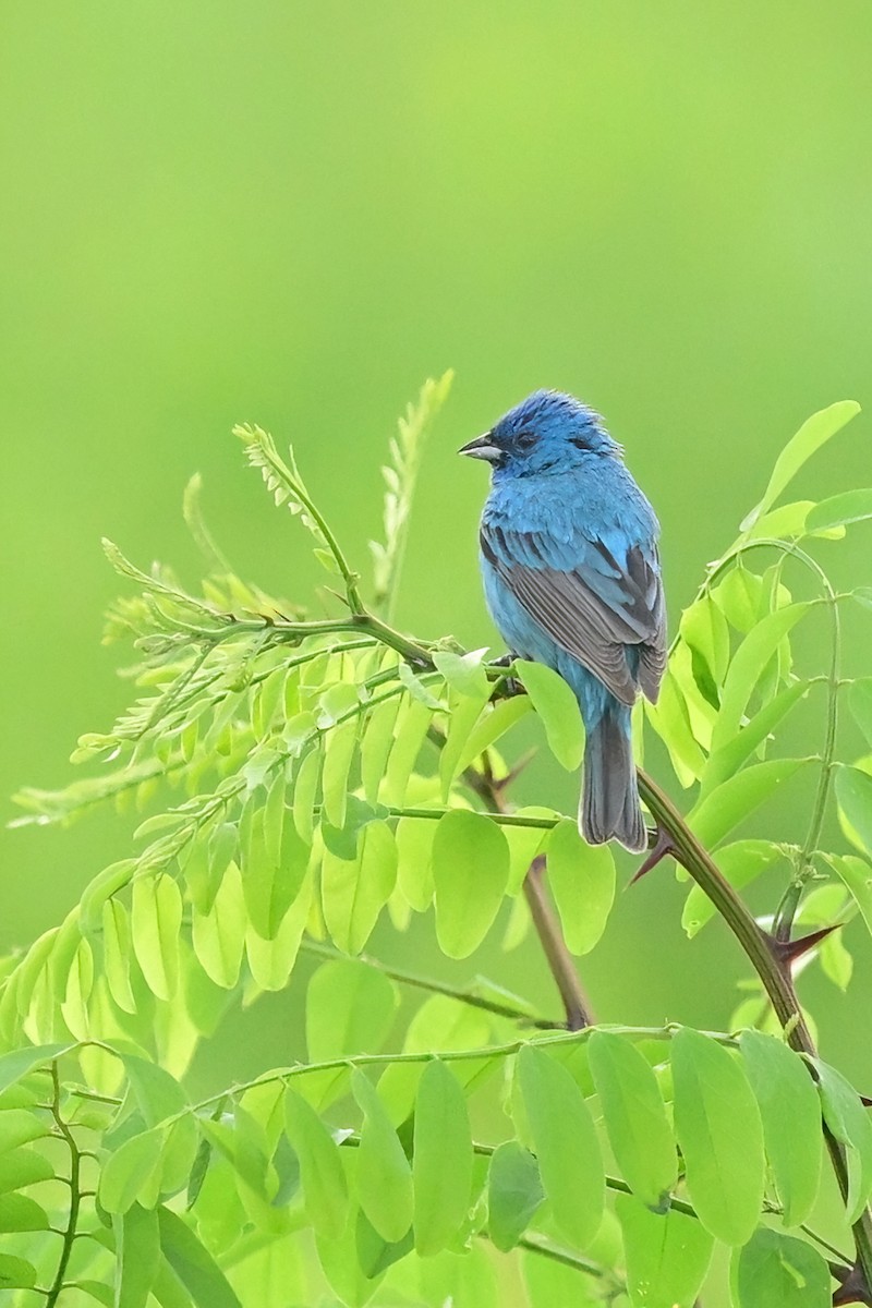 Indigo Bunting - ML620221819