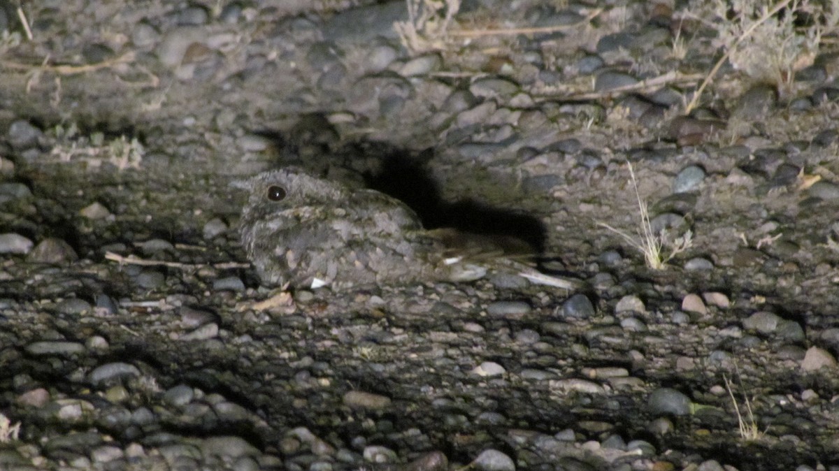 Band-winged Nightjar - ML620221820