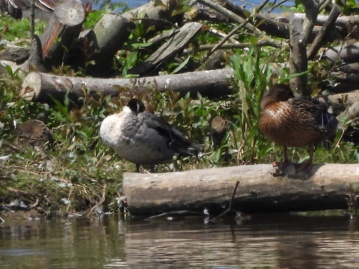 Northern Pintail - ML620221829