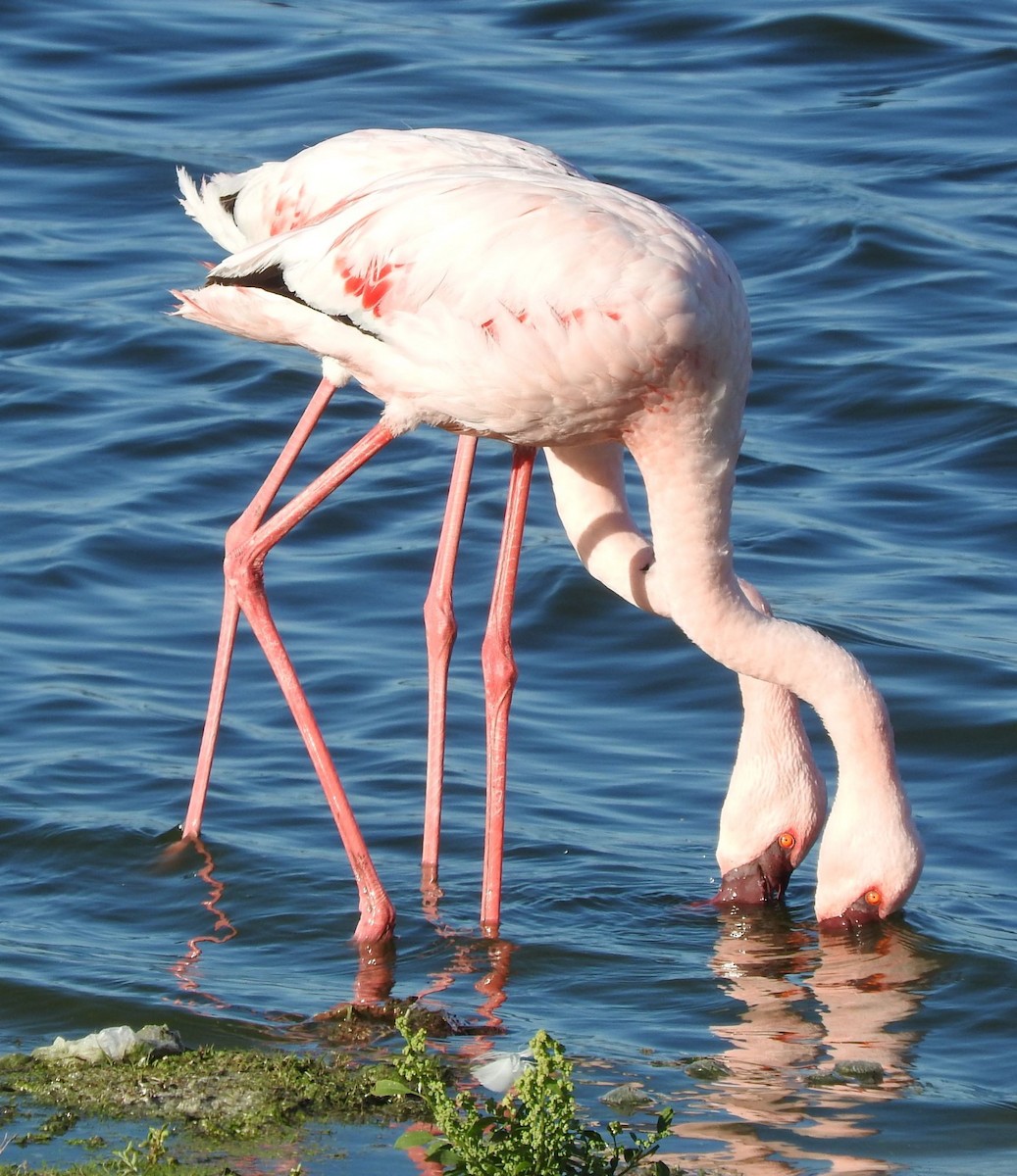 Küçük Flamingo - ML620221831