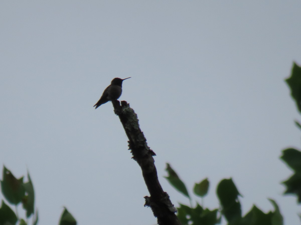 Ruby-throated Hummingbird - ML620221835