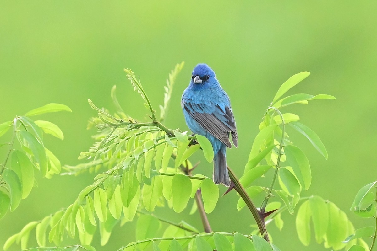 Indigo Bunting - ML620221839