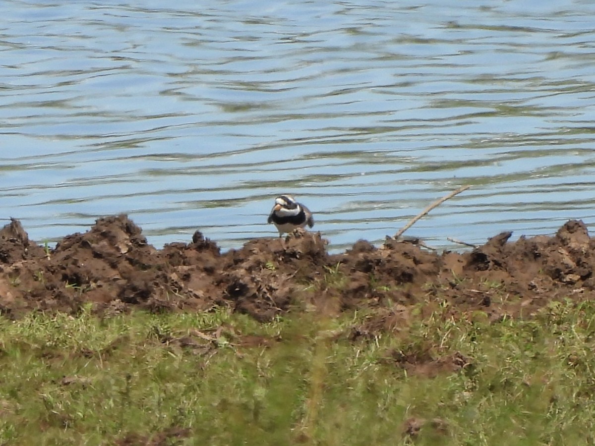 Common Ringed Plover - ML620221849