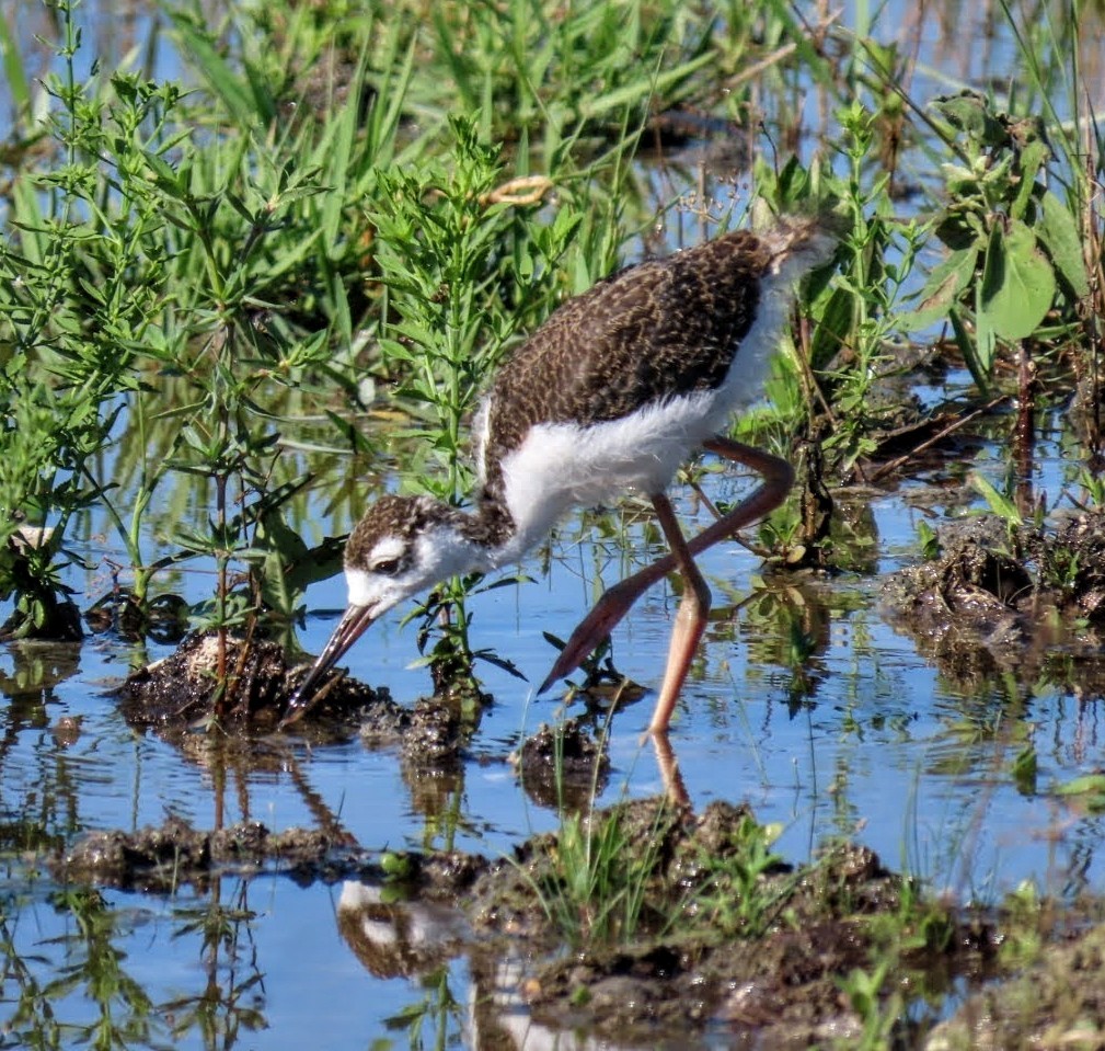 Black-necked Stilt - ML620221852