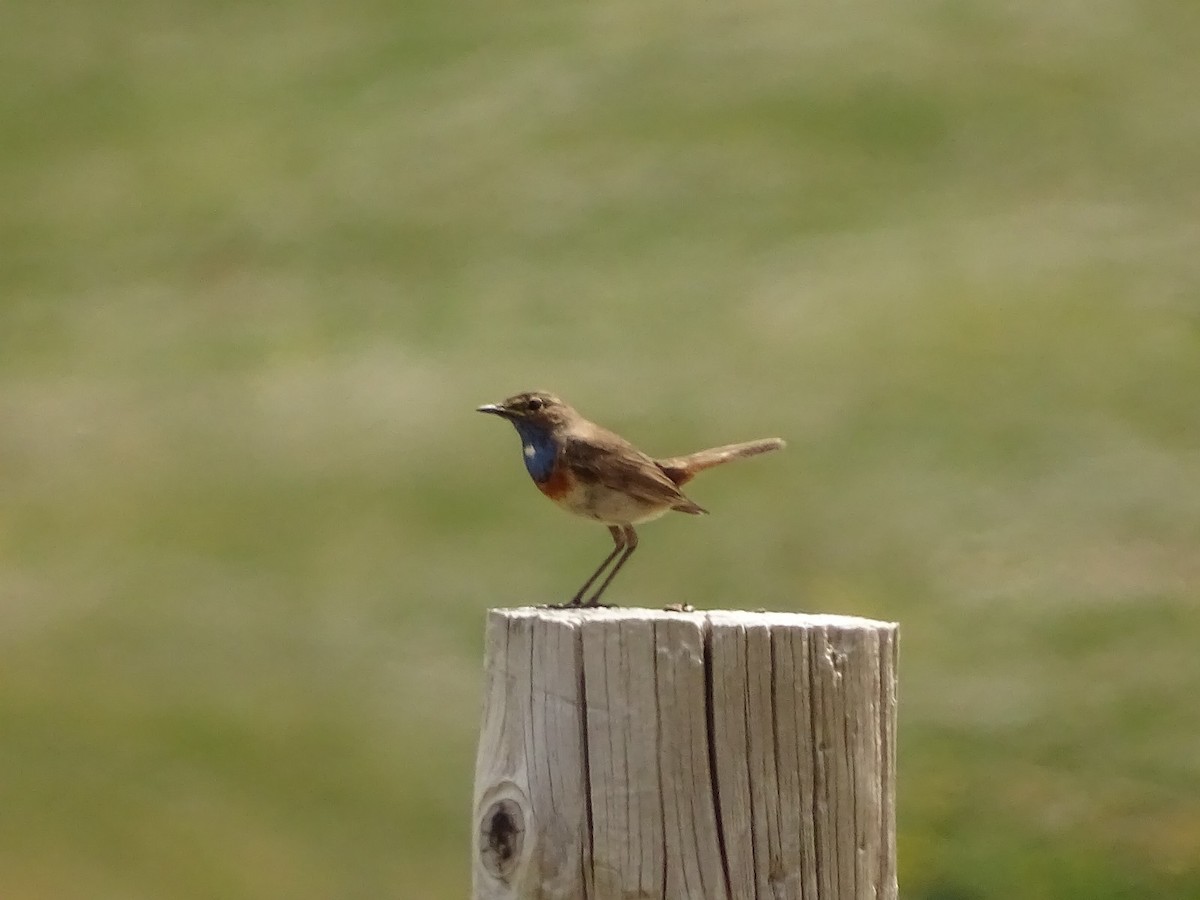 Bluethroat - ML620221856