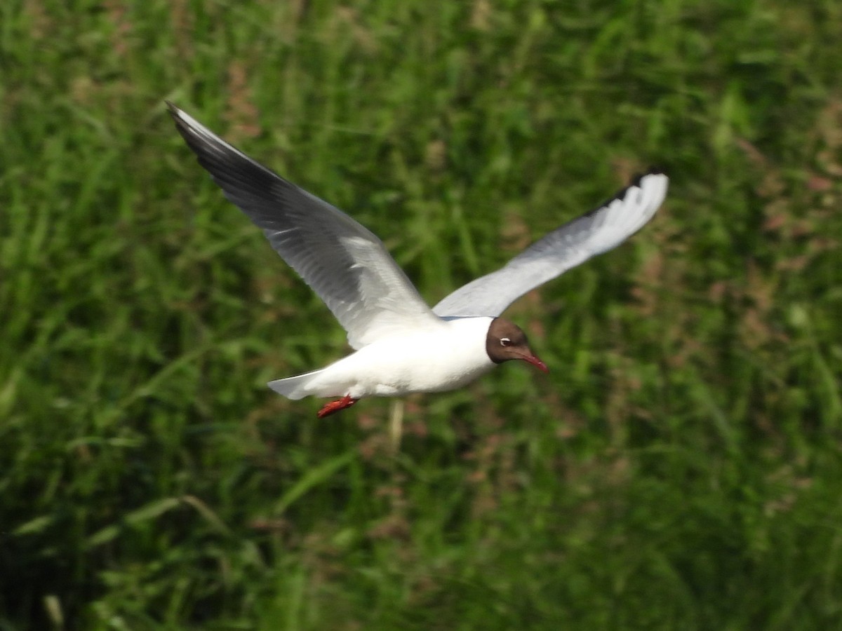 Mouette rieuse - ML620221860