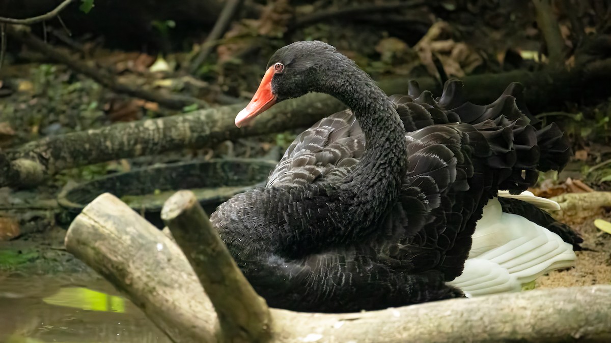 Black Swan - ML620221861