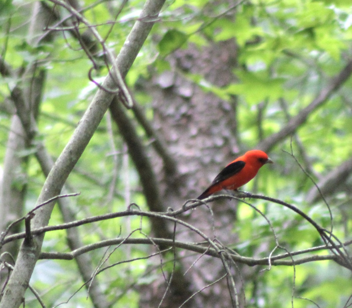 Scarlet Tanager - ML620221865