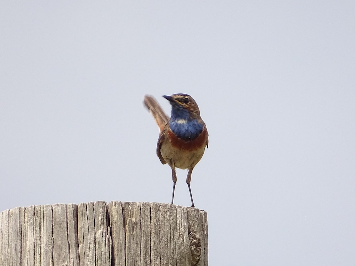 Blaukehlchen - ML620221874