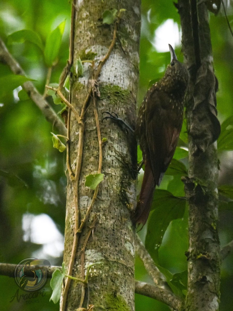 Spotted Woodcreeper - ML620221876