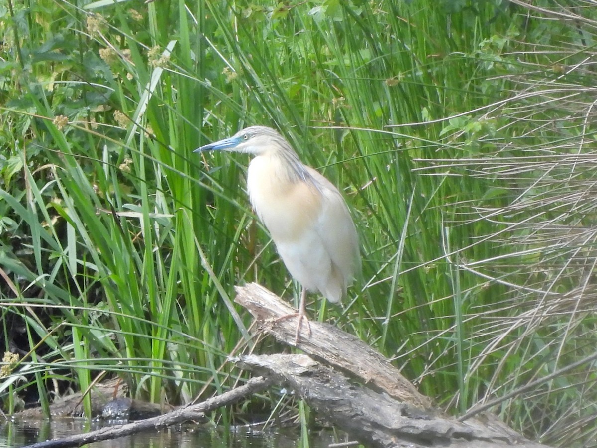 Squacco Heron - ML620221877