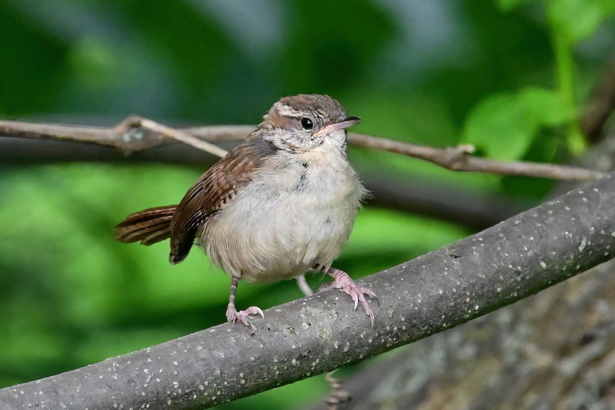 Carolina Wren - ML620221879