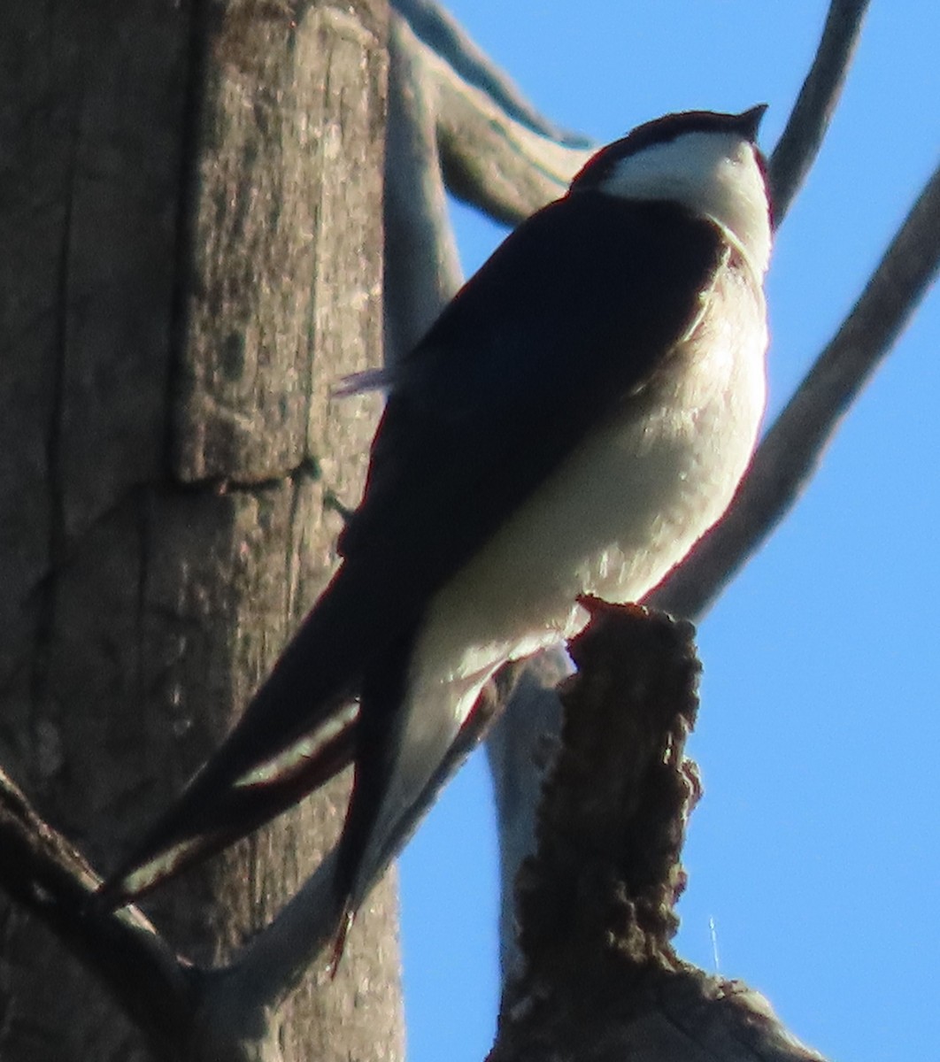 Tree Swallow - ML620221880