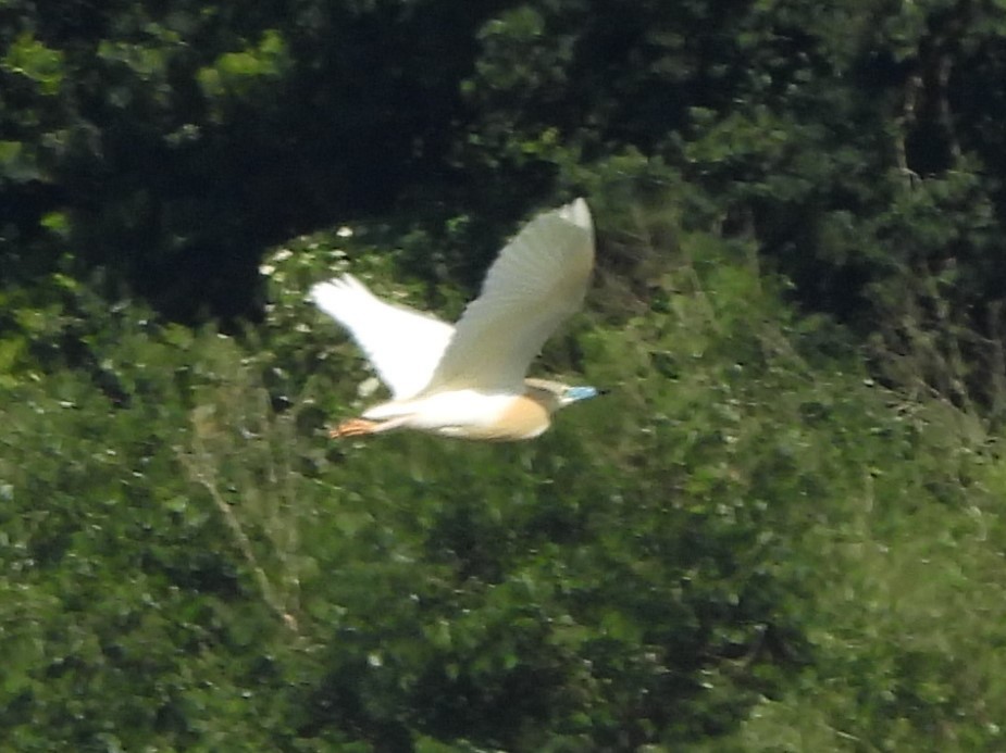 Squacco Heron - ML620221882