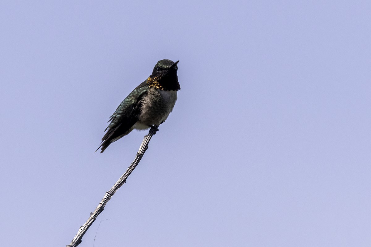 Ruby-throated Hummingbird - ML620221883