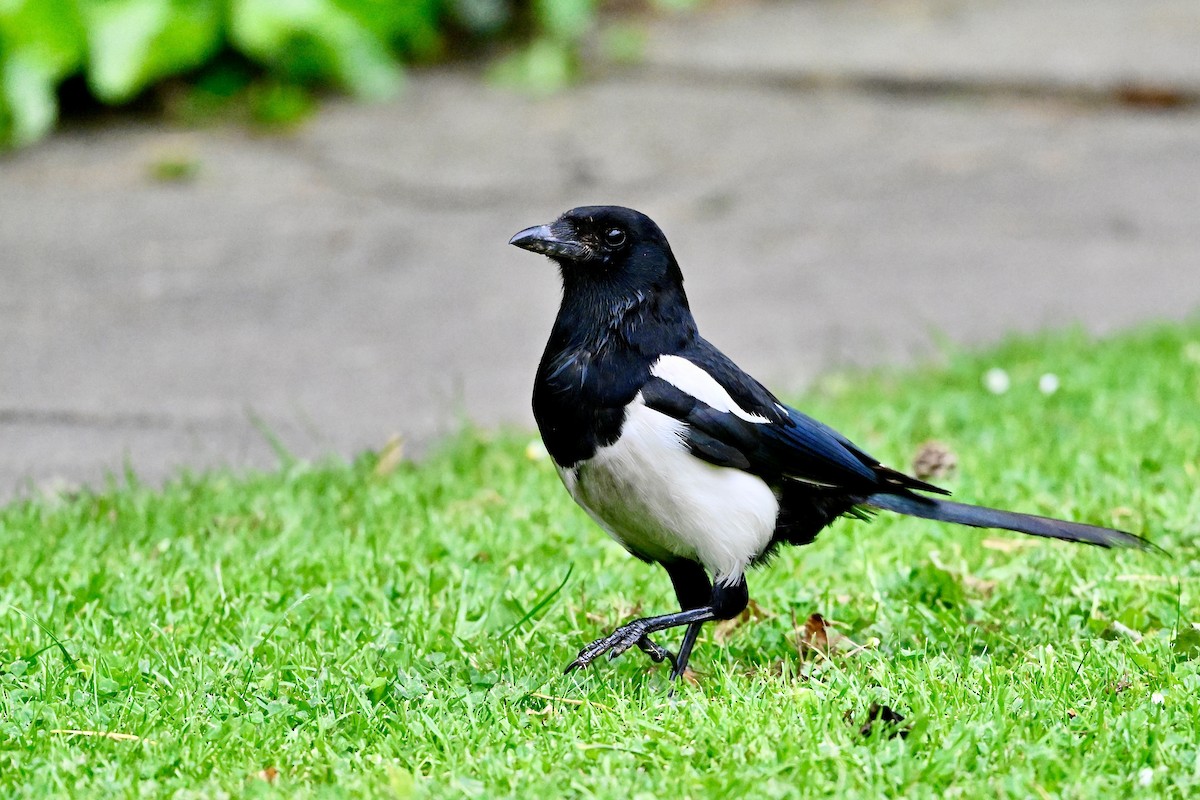 Eurasian Magpie (Eurasian) - ML620221885